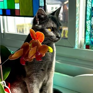 Little Miss Lola Grey My Posh Helper! Not for sale!